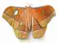 Antheraea jana, gynandromorph, unmounted, Indonesia, Java (Internet Image property of respective owner, non-commercial use only)